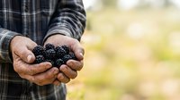 Middle-aged male farmer holding freshly harvested black berries or seeds in cupped hands outdoors with blurred green field background.