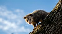 Curious opossum climbing down tree trunk against blue sky with white clouds in natural outdoor wildlife habitat during daytime exploration.
