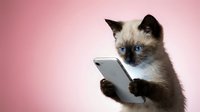 Siamese kitten with blue eyes holding digital tablet against pink background, isolated for pet technology and animal advertising concepts.