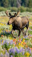 Bull moose walking through colorful wildflower meadow in natural habitat during summer season for wildlife photography and nature documentation.