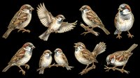 Eight detailed sparrow illustrations in various poses, isolated on transparent background. Great for clipart, stickers, t-shirt design, print on demand, and sublimation projects.