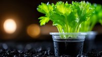 Fresh celery microgreens growing in plastic cup with water droplets against dark background with bokeh lights, showing healthy organic sprouting process.