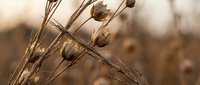 Dried autumn grass stems with seed pods in warm golden light creating natural botanical background for seasonal and nature-themed designs.