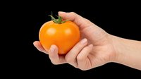 Hand holding a ripe orange tomato, isolated on transparent background. Ready for stickers, clipart, print on demand, T-shirt design, and sublimation projects.