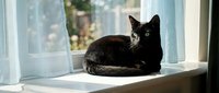 Black cat with green eyes resting on white windowsill by sunny window with soft natural light filtering through sheer curtains creating peaceful indoor scene.