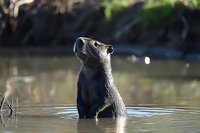 Curious river otter standing in water looking up at sky with alert expression, natural habitat setting with blurred background and rippled water surface.