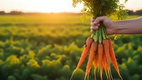 Fresh organic carrots held by hand in agricultural field during golden hour sunset with green leafy tops for healthy eating and farm produce concepts.