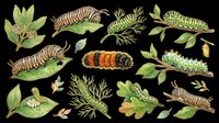 Monarch caterpillars in various life stages on milkweed plants, isolated on transparent background. Ready for educational materials, clipart, t-shirt designs, stickers, print-on-demand products, and sublimation projects.