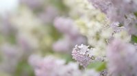 Delicate purple lilac flowers in soft focus with dreamy bokeh background, spring blooming branch with tiny fragrant blossoms for romantic garden design.