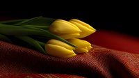 Fresh yellow tulips lying on textured red fabric with dramatic lighting and deep shadows creating romantic mood and elegant composition for greeting cards.