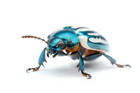 Metallic blue beetle with iridescent shell and orange markings on white background, macro photography closeup showing detailed insect anatomy and natural patterns.