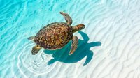 Sea turtle swimming in shallow turquoise water with sandy bottom, aerial view. Marine wildlife and ocean conservation concept for travel and nature projects.