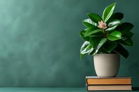 Ficus elastica plant in beige ceramic pot placed on stack of books against green wall background with copy space for home decor and interior design.