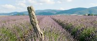 Weathered wooden fence post stands in blooming lavender field with mountains in distant background, ideal for agriculture and nature themes.