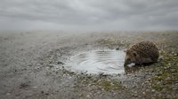 Small hedgehog drinking water from puddle on wet asphalt road during foggy weather creating peaceful wildlife moment in natural habitat.