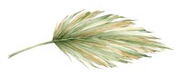 Dried ornamental grass leaf with golden and green tones, isolated on white background, suitable for botanical designs, nature graphics, and decorative projects.