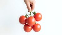 Hand holding fresh red cherry tomatoes cluster on vine isolated white background for cooking and healthy eating recipes.