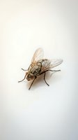 Isolated fly with transparent wings on white background, detailed macro view suitable for educational materials, pest control designs, and scientific illustrations.