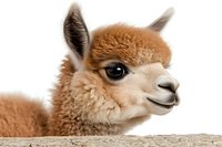 Close up portrait of young brown alpaca face showing soft wool texture and gentle expression against white background, isolated for design projects.