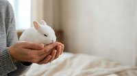 Person holding white rabbit in hands, gentle care and affection concept for pet ownership, animal welfare, and domestic companionship themes.