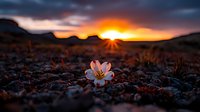 Delicate white wildflower blooming at sunset against dramatic mountain silhouettes and orange sky. Sunburst peeks through distant peaks creating magical wilderness atmosphere.
