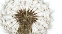 Macro shot of dandelion seedhead with delicate, wispy seeds ready to disperse, isolated on white background for design and botanical projects.