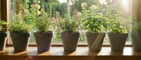 Fresh herbs growing in gray pots on a sunny wooden windowsill with a lush garden visible through the glowing backlit window.