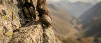 Rock climber hands gripping textured granite cliff face with mountain valley landscape in blurred background for outdoor adventure sports content.