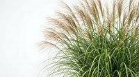 Ornamental pampas grass with feathery plumes and green foliage against white background, decorative plant for landscaping and garden design projects.