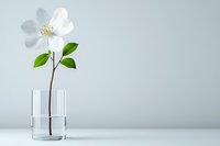 Single white flower with green leaves in clear glass vase on clean white surface against neutral background for minimalist home decor and wellness concepts.