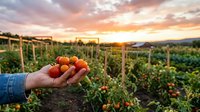 Fresh ripe tomatoes in farmer hand at organic vegetable garden during golden sunset. Agricultural harvest concept for healthy food production and farming.