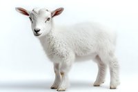 Young white lamb with curious expression standing on white background, isolated cutout for agricultural and farming designs.