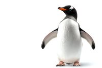 Gentoo penguin standing upright with spread flippers on white background, isolated wildlife character suitable for nature publications and educational materials.