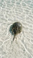 Horseshoe crab crawling on sandy ocean floor with sunlight patterns dancing through clear shallow water creating natural underwater scene.