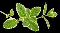 Fresh green mint leaves with visible veins isolated on transparent background, ready for culinary, wellness, and design projects including print-on-demand and sublimation applications.