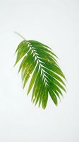 Single green palm leaf with water droplets isolated on white background for tropical design and botanical decoration projects.