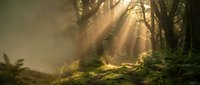 Mystical forest scene with golden sunbeams streaming through misty trees creating dramatic lighting atmosphere for nature photography and outdoor adventure.