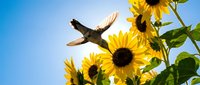 Hummingbird hovering near bright yellow sunflowers against clear blue sky. Nature wildlife scene perfect for summer garden themes and outdoor photography projects.