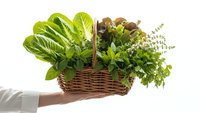 Fresh mixed salad greens and herbs in wicker basket held by hands, organic leafy vegetables for healthy cooking and farm-to-table meals.