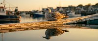 Seagull perched on wooden dock railing at marina during golden hour sunset with boats and harbor in background, perfect for coastal lifestyle content.