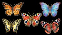 Five colorful butterflies isolated on transparent background, ready for stickers, t-shirt design, print on demand, sublimation, and clipart projects.