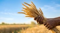 Farmer holding bundle of golden wheat stalks in harvested field with clear sky and blurred background, representing agriculture, harvest season, and grain production.