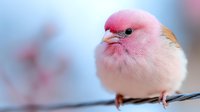 Small pink fluffy bird perched on branch with soft blurred background. Cute songbird with round body and tiny beak in pastel colors for nature wildlife photography.