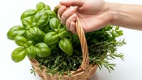 Fresh herbs in wicker basket held by hand on white background. Basil and rosemary plants for cooking, gardening and culinary use isolated.