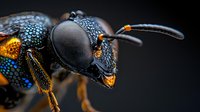Extreme macro shot of metallic blue wasp head with compound eyes and antennae against dark background. Detailed insect portrait showing iridescent exoskeleton texture.