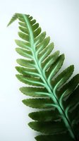 Isolated green fern leaf with detailed veins and serrated leaflets on white background, suitable for botanical designs, nature graphics, and eco-friendly projects.