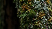 Moss and lichen growing on tree bark in forest creating natural textured surface with green organic growth patterns for environmental design projects.