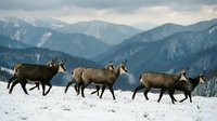 Herd of reindeer walking through snowy mountain landscape with dramatic alpine peaks in background during winter season.