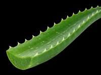 Aloe vera leaf isolated on transparent background, ready for clipart, t-shirt design, stickers, print-on-demand products, and sublimation projects.