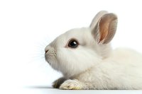 White dwarf rabbit with soft fur and bright eyes lying on white background, isolated cutout for design projects and easter holiday marketing materials.
